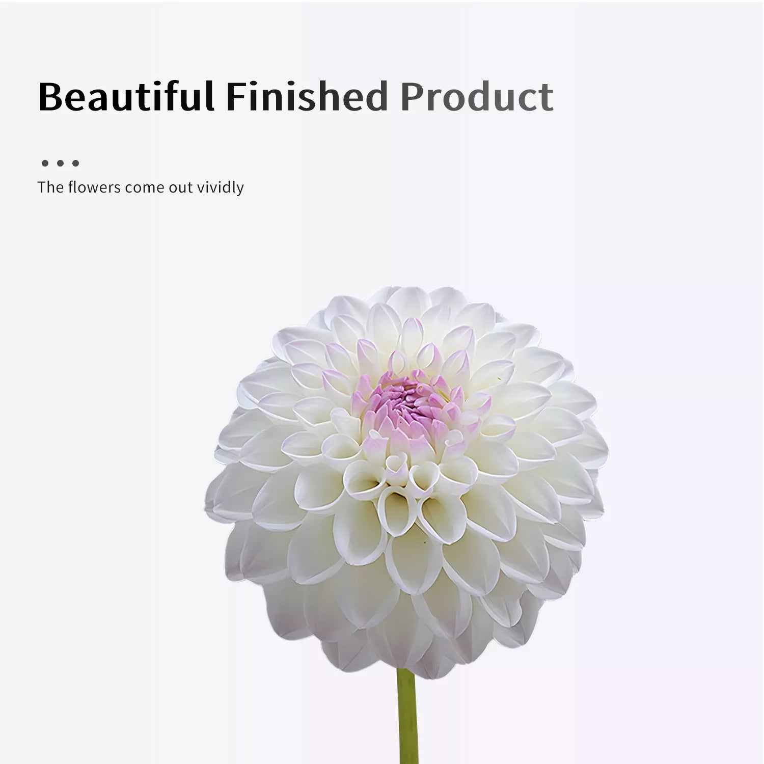 Realistic Dahlia Sugar Paste Cutting And Embossing Silicone Mold Set